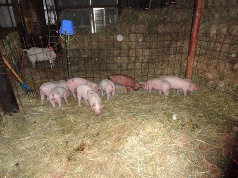 Omache Farm Pigs