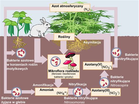 File:Nitrogen Cycle-polish.png