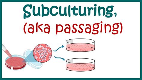 Sub Culturing Cells Cell Culture Basics Youtube