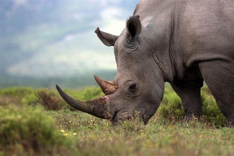 World Rhino Day A Closer Look At Rhinoceros Wildlife Trafficking