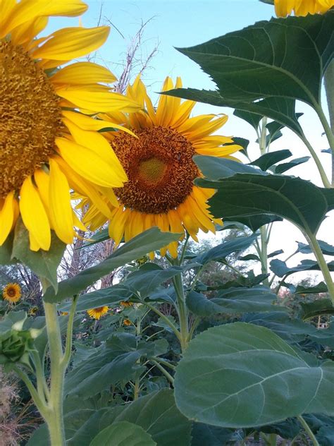 Maybe you would like to learn more about one of these? Pin di Rachael Hatfield su chaos gardening | Girasoli