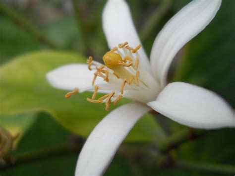 Lemon Flower Lemon Flowers Flowers Plants