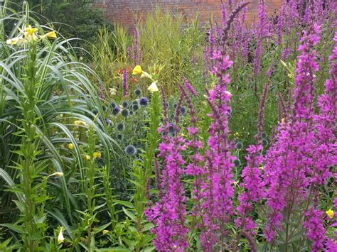 Herbaceous Plants For Sale Woodside Garden Scottish Borders