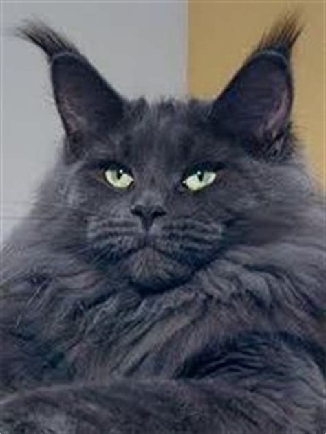 They hiss, spit and scratch anyone who annoys them and they find great pleasure in smacking others with their paws. Maine Coon Blue Smoke Such a gorgeous cat! http://www ...