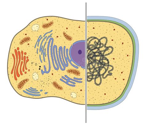 ilustración de células eucarióticas y procarióticas diferencias stock de ilustración
