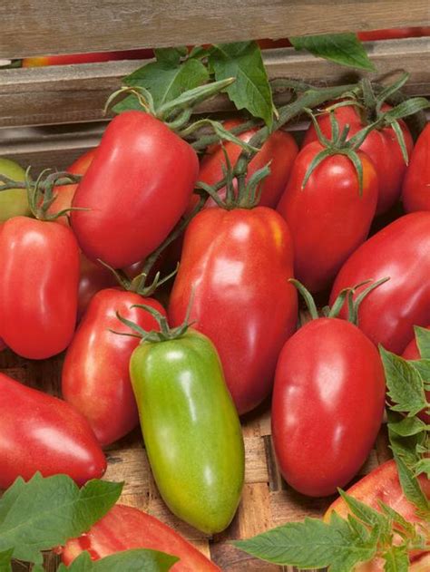 Amish Paste Tomato Victory Seeds® Victory Seed Company