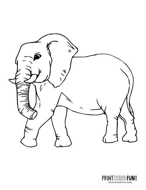 Realistic Elephant Coloring Pages To Print At Printcolorfun
