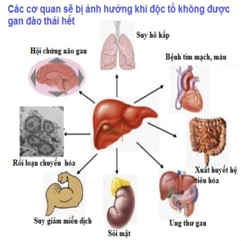 Độc Tố Tích Tụ Lâu Ngày Trong Cơ Thể Sẽ Nguy Hiểm Như Thế Nào