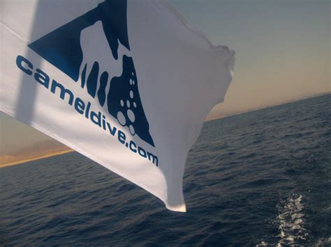 The site schedule is arranged locally on a day to day basis. Camel Dive Club (Sharm El Sheikh) - 2020 All You Need to ...