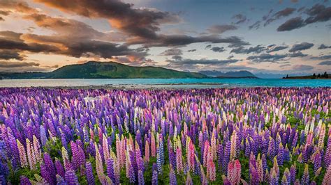 Lupins On The Shores Of Lake Tekapo In New Zealand 1920×1080 Hd