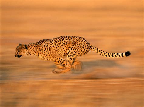 Fastest Land Animal In The World
