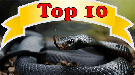 Top 10 Most Venomous Snakes In The World Youtube