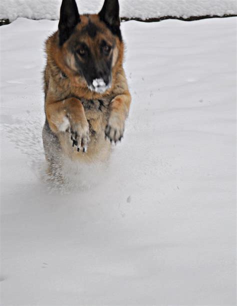 German Shepherd In The Snow 2 Photograph By Tanya Searcy