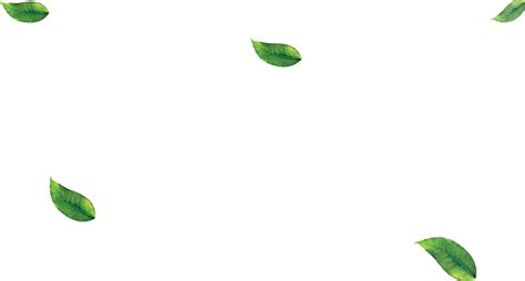 Download Falling Green Leaves Png - Leaf PNG Image with No Background - PNGkey.com