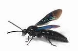 A Black Wasp