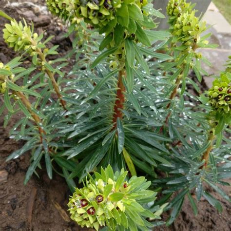 Generally disease and pest free and requiring little pruning makes this euphorbia a perfect plant for a low maintenance garden. Euphorbia characias 'Black Pearl', Mediterranean Spurge ...