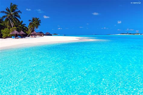 Morze Plaża Palmy Malediwy