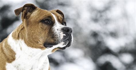 However, before you run out and adopt an amstaff puppy, it is wise to learn more about them and. American Staffordshire Terrier Breed Info | Breed Advisor