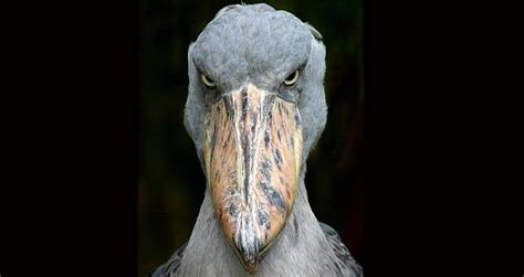 Shoebill Seriously The Scariest Bird Ive Ever Seen 950
