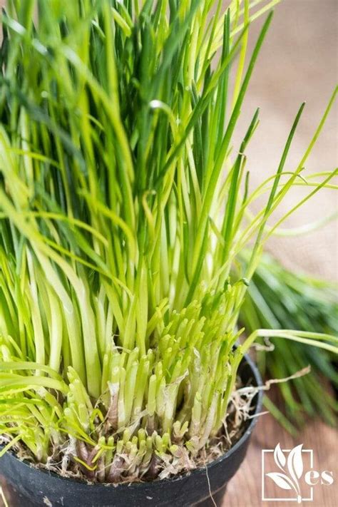 How To Harvest Chives Expert Gardening Tips To Cut And Store The Herb