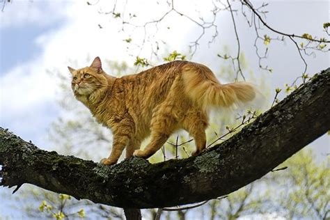 How Can I Let My Cat Go Outside and Keep Him Safe? - Cat Advice | Paws