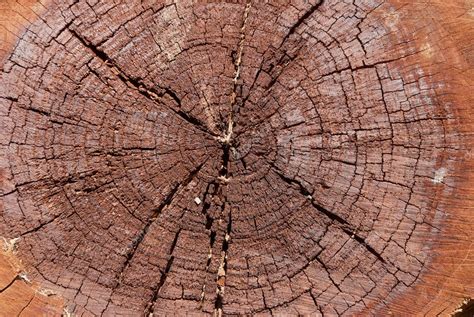 Cut Log Woodgrain Background Texture Stock Photo Anpet2000 6264392