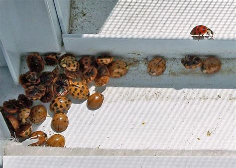 Its That Time Of Year Again When Asian Lady Beetles Appear