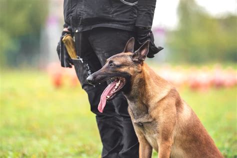 Belgian Malinois Info Personality Facts And More Great Pet Care