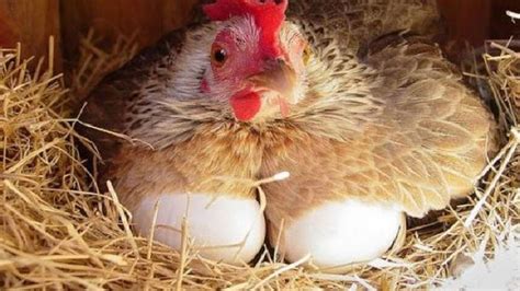 Telur ayam dan telur puyuh merupakan sumber protein hewani lengkap gizinya. 4 Langkah Mudah Untuk Pastikan Ayam Kampung Bertelur ...