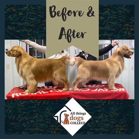To work out how to groom a golden retriever quickly, easily and effectively you just need a few tools and a bit of information. (1) Grooming Your Golden Retriever - Trimming the Front ...