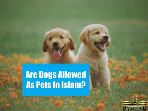 Shares is haram or halal in islam : Are Dogs Haram? What 7 Scholars Have Ruled on Keeping Dogs ...