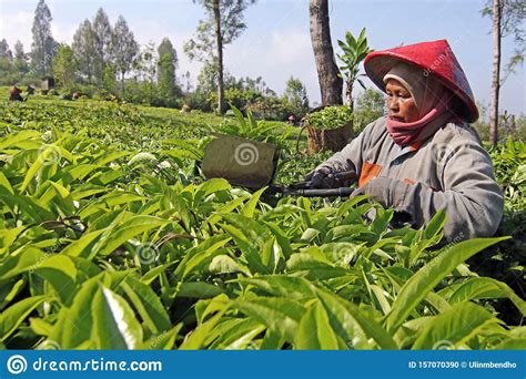 A Female Worker Is Picking Tea With Scoop Scissor Editorial Image