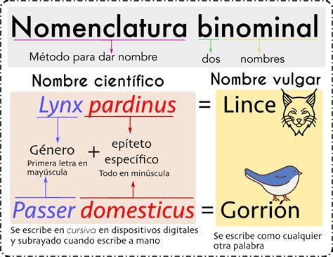 Tema 040502 Nomenclatura Binomial De Linneo