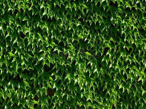 Bright Green Boston Ivy Waxy Leaves With Dense Foliage Stock Image