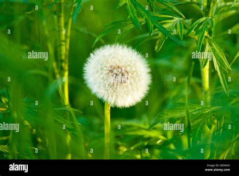 Dandelion Stock Photo Alamy