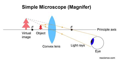 What Is A Microscope Function And Magnification Rs Science