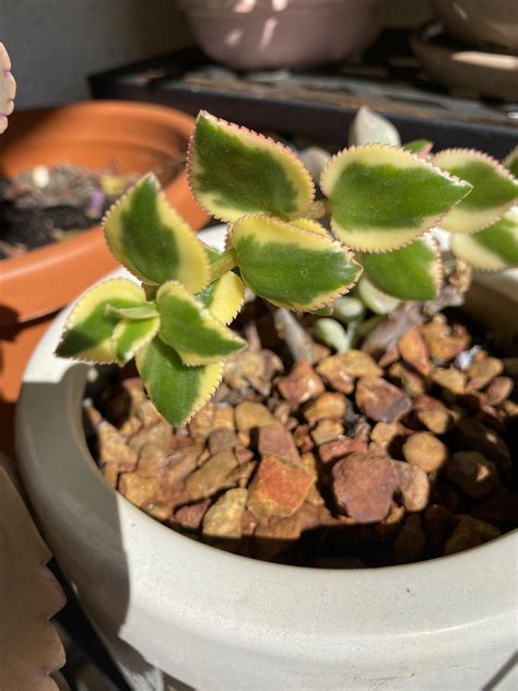 Cant Remember What This Succulent Is Called It Grows Like A Vine With