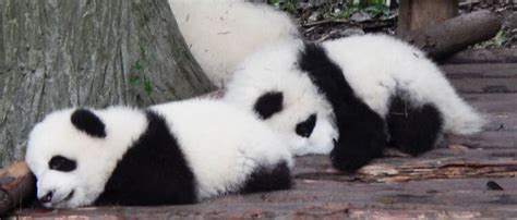 Giant Pandas Life Cycle From Baby To Maturity