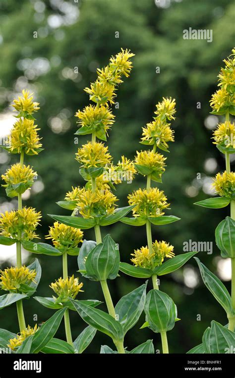 Great Yellow Gentian Gentiana Lutea Stock Photo Alamy