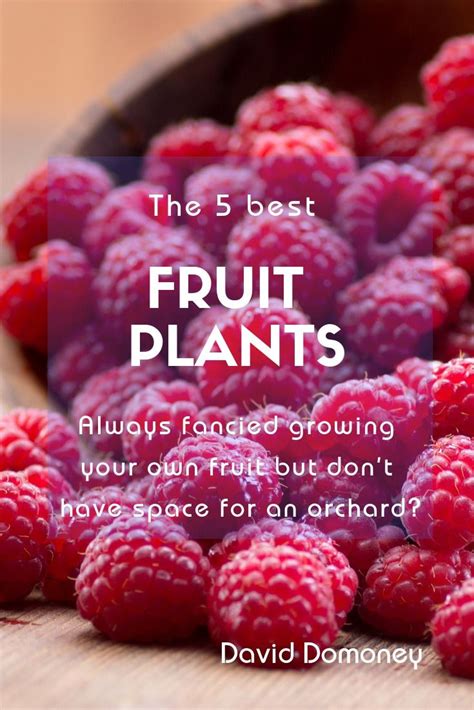 Top Five Fruit Bushes To Grow In Any Garden David Domoney Growing