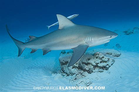 Bull Shark Information And Pictures Of Bull Sharks