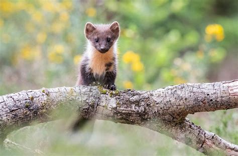 How To Photograph Pine Martens Nature Ttl