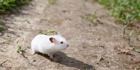 The Benefits Of Taking Your Hamster Outside Walkingfestivalsuk