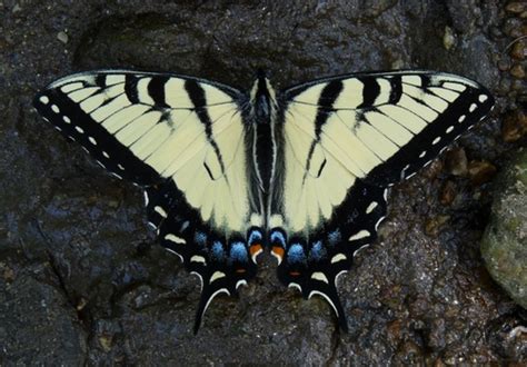 Appalachian Tiger Swallowtail Butterflies Of Alabama · Inaturalist In