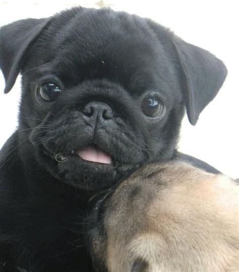 12 Pictures Of Cute Pugs And The Faces They Make