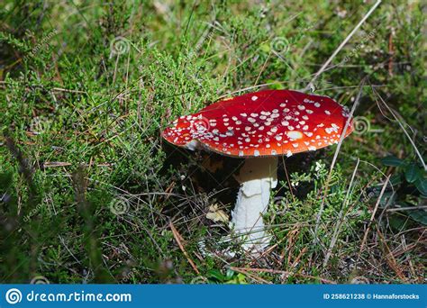 Mushrooms Toadstools Fly Red Mushrooms Fungi Red Amanita In Forest