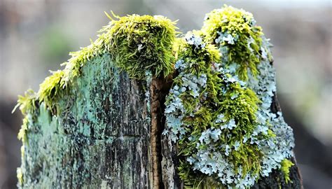 Plantas Briófitas Temas de Agronomía