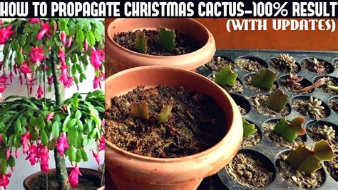 How to propagate christmas cactus-100% success
