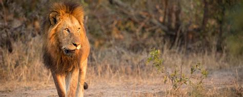 Kruger National Park Safari Prices Best Time Fees 2024