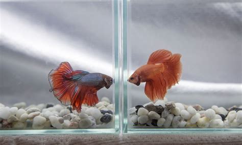 Reasons Why Betta Fish Fight And How To Stop It